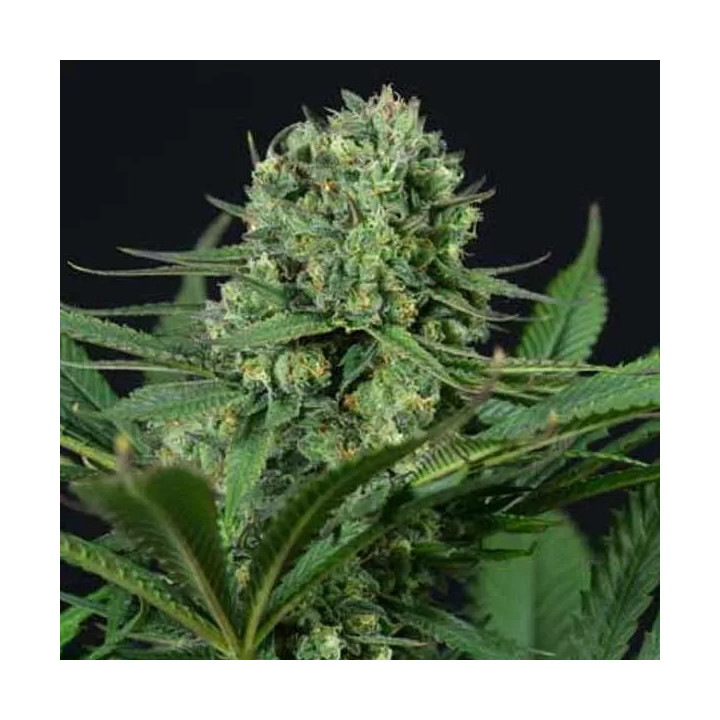 Cheese CBD Feminizada Dinafem