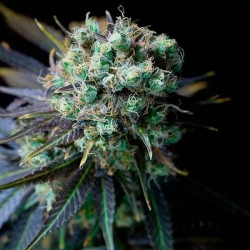 Dinamed CBD