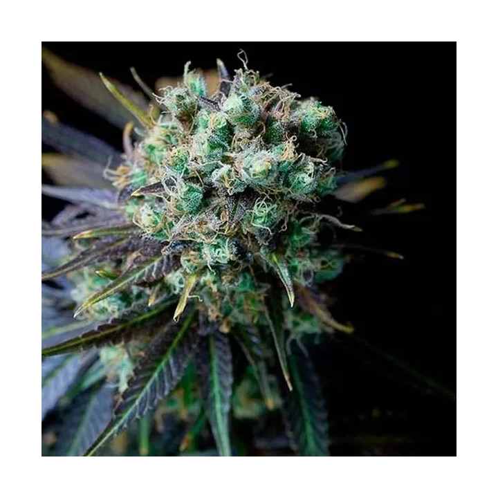 Dinamed CBD Feminizada Dinafem