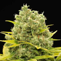 Dinamed CBD Plus