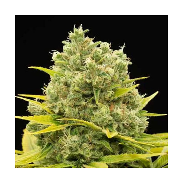 Dinamed CBD Plus Feminizada Dinafem