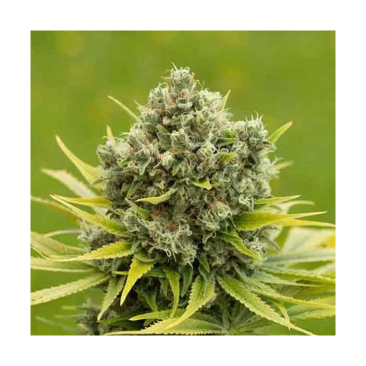 Dinamed CBD Plus Feminizada Dinafem