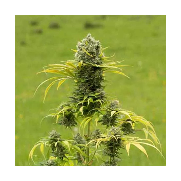 Dinamed CBD Plus Feminizada Dinafem