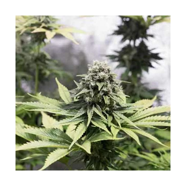 Moby Dick CBD Feminizada Dinafem