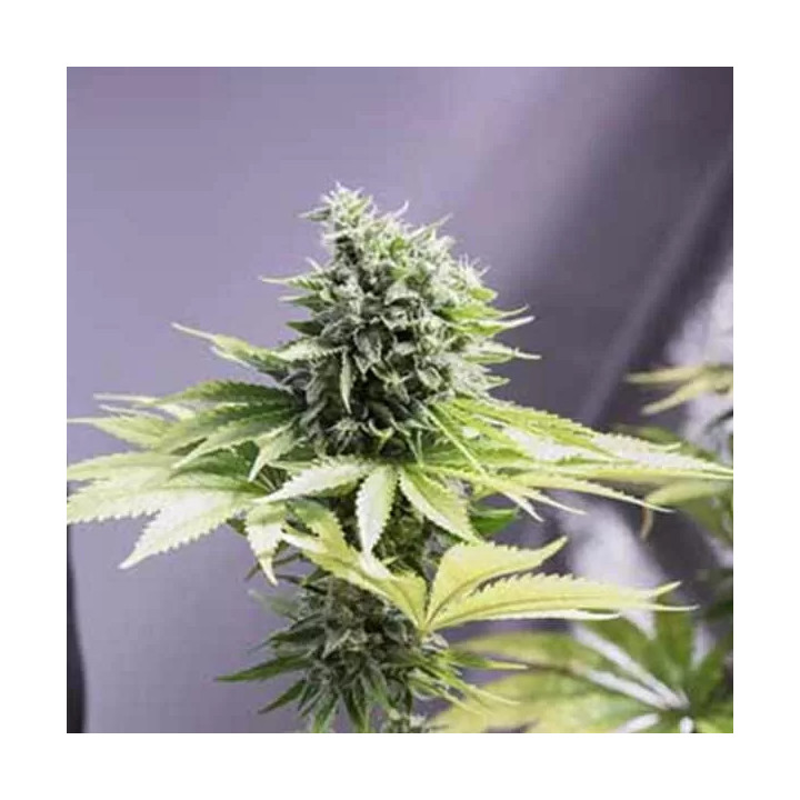 Moby Dick CBD Feminizada Dinafem