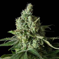MOBY DICK CBD