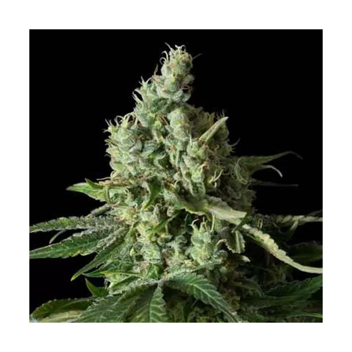 Moby Dick CBD Feminizada Dinafem