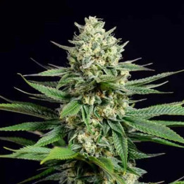  OG Kush CBD Feminizada 【Dinafem】