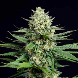 OG KUSH CBD