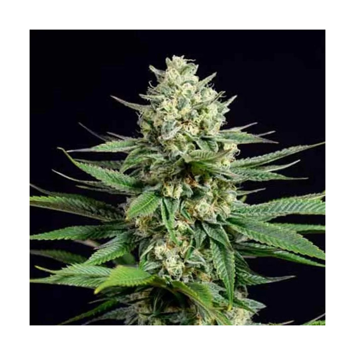 OG Kush CBD Feminizada Dinafem