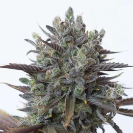  Purple Orange CBD Feminizada 【Dinafem】