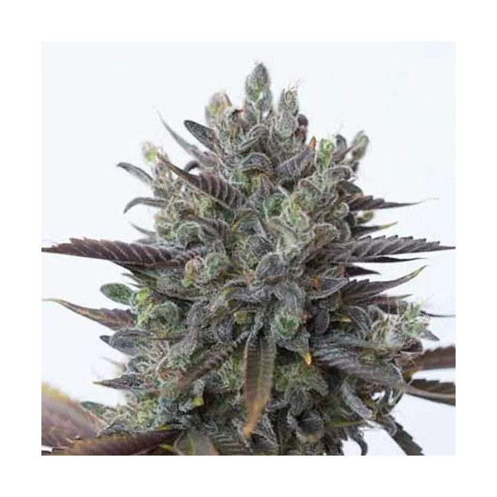 Purple Orange CBD Feminizada Dinafem