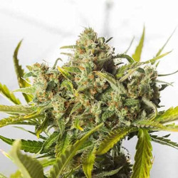 BLUE CRITICAL AUTO