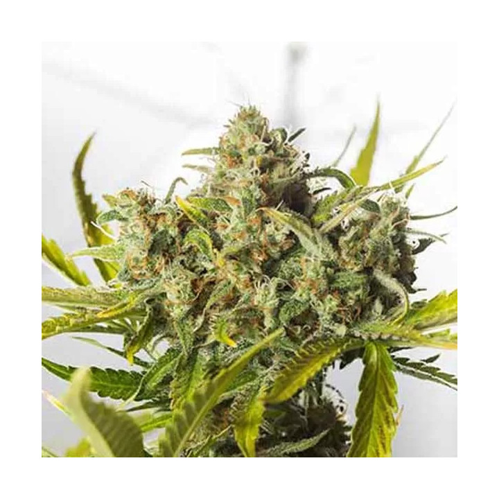 Blue Critical Auto Dinafem Autofloreciente