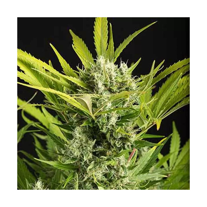 Blue Critical Auto Dinafem Autofloreciente