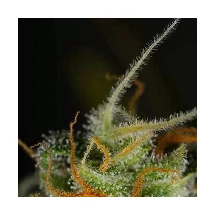 Blue Critical Auto Dinafem Autofloreciente