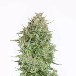 BLUE KUSH AUTO