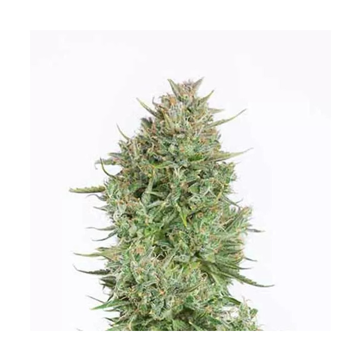 Blue Kush Auto Dinafem Autofloreciente