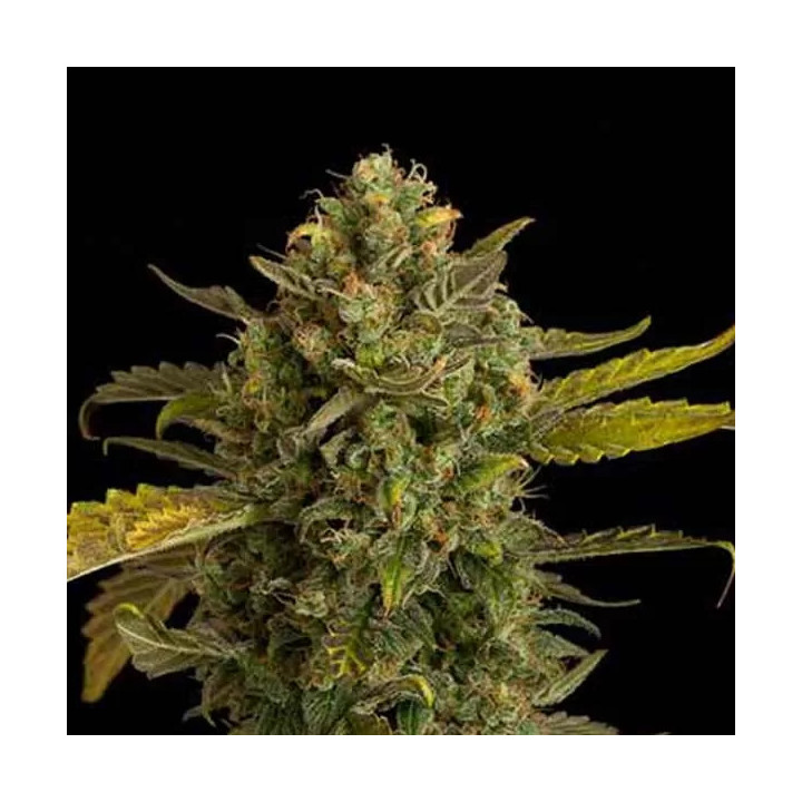 Blue Kush Auto Dinafem Autofloreciente