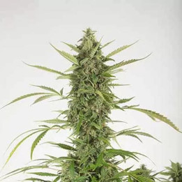 Bubba Kush Auto Dinafem Autofloreciente