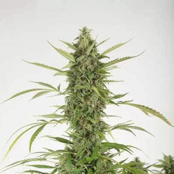 Bubba Kush Auto