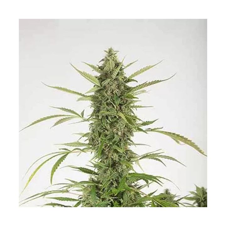 Bubba Kush Auto Dinafem Autofloreciente