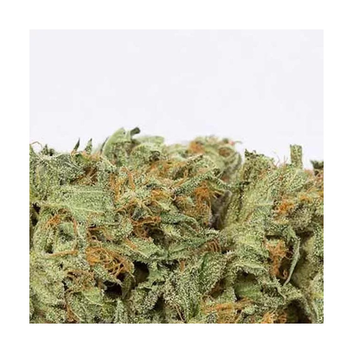 Bubba Kush Auto Dinafem Autofloreciente