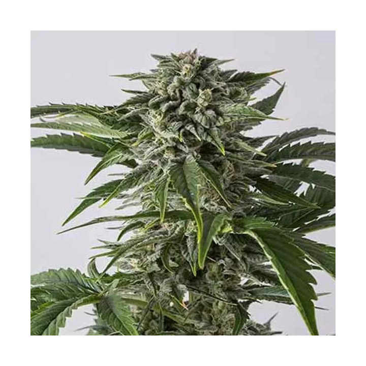 Bubba Kush Auto Dinafem Autofloreciente