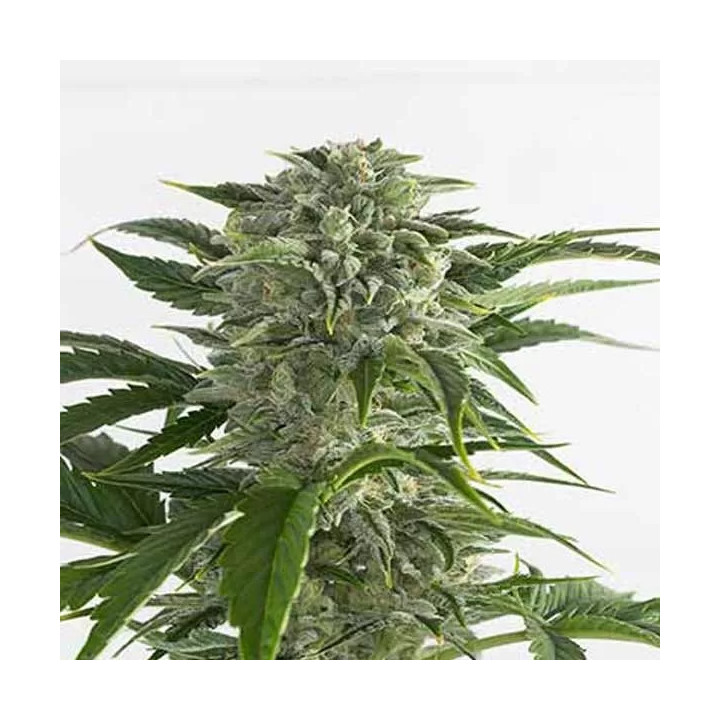 Bubba Kush Auto Dinafem Autofloreciente