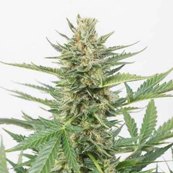 Cheese XXL Auto