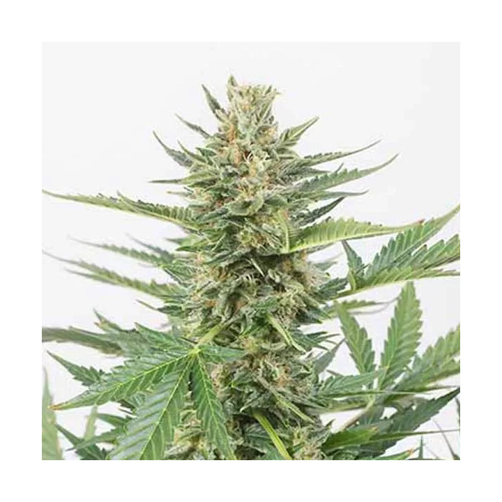 Cheese XXL Auto Dinafem Autofloreciente