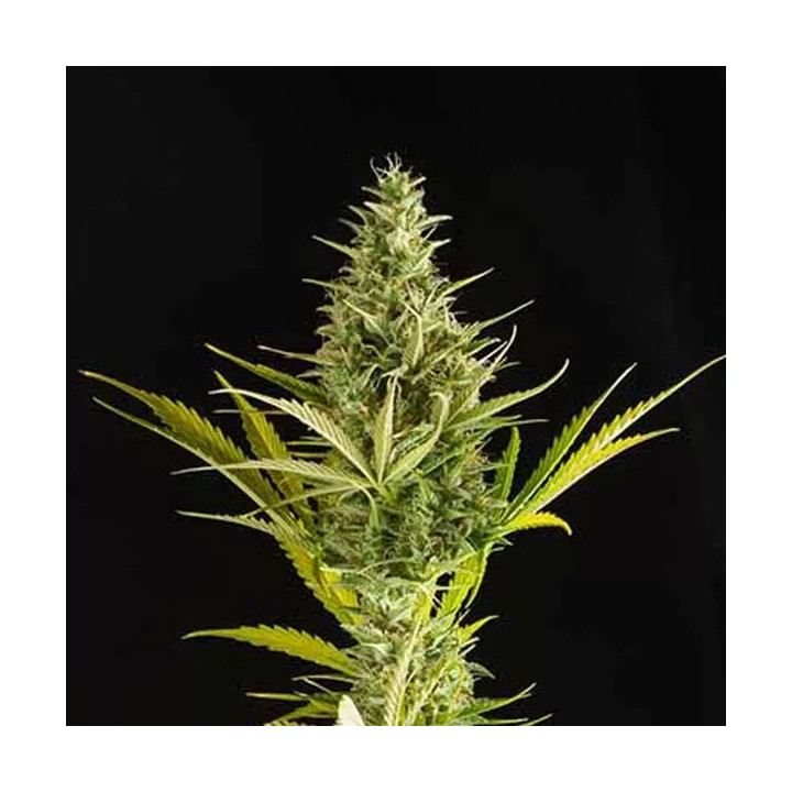 Cheese XXL Auto Dinafem Autofloreciente