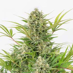 CRITICAL CHEESE AUTO