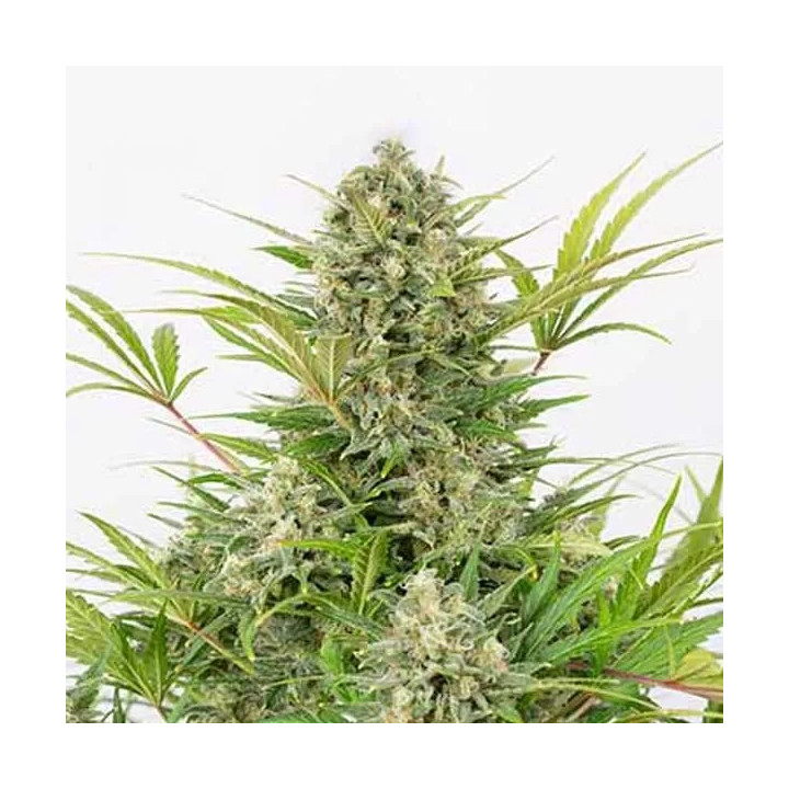 Critical Cheese Auto Dinafem Autofloreciente