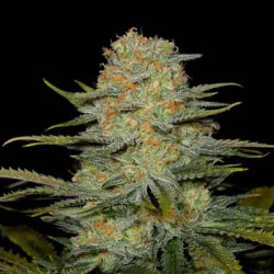 AMNESIA AUTO CBD