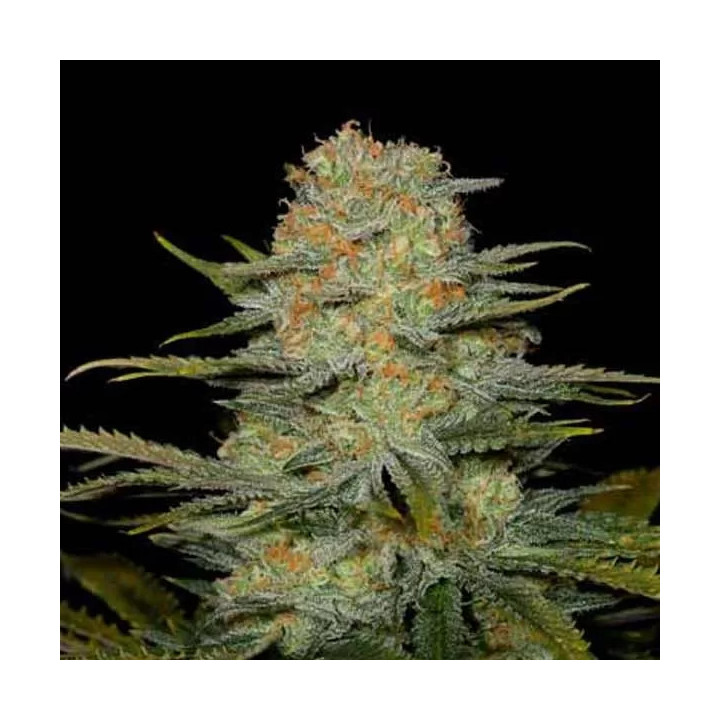 Amnesia Auto CBD Dinafem Autofloreciente