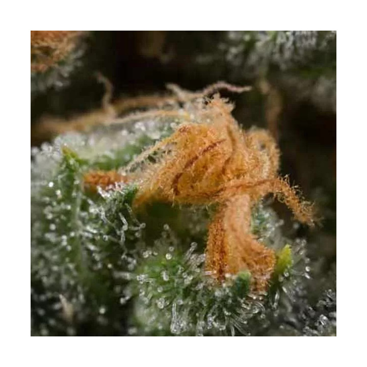 Amnesia Auto CBD Dinafem Autofloreciente