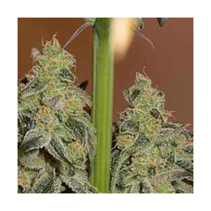 Amnesia Auto CBD Dinafem Autofloreciente