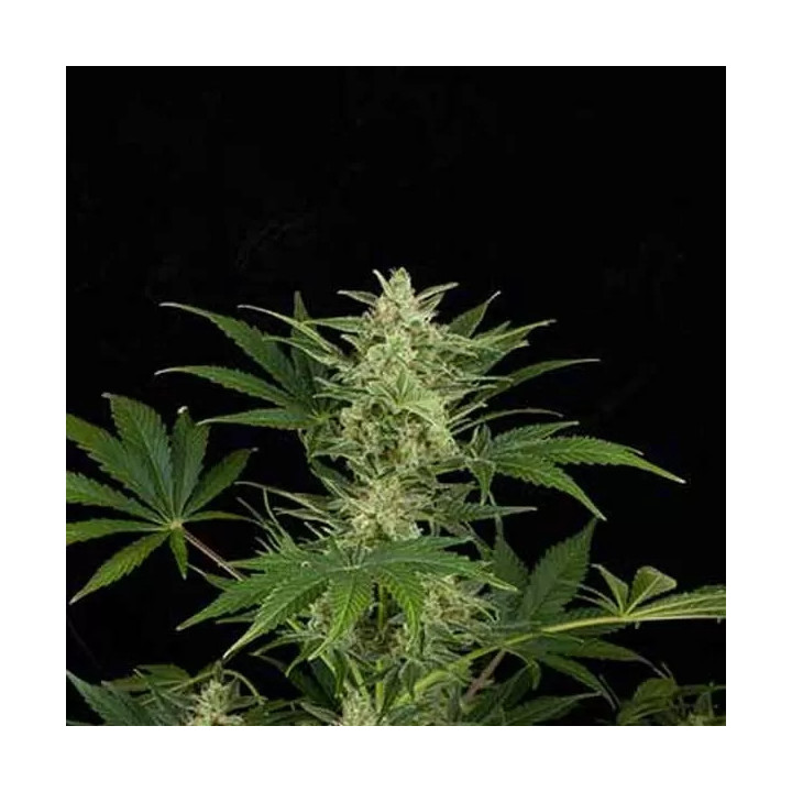 Critical Jack Auto Dinafem Autofloreciente