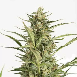 Critical Jack Auto Dinafem Autofloreciente