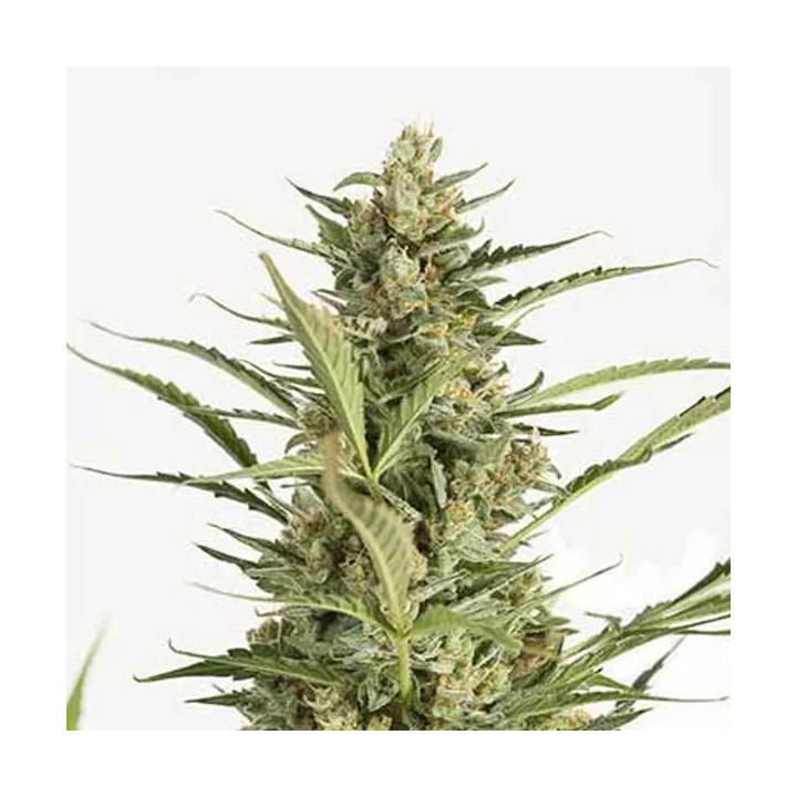 Critical Jack Auto Dinafem Autofloreciente