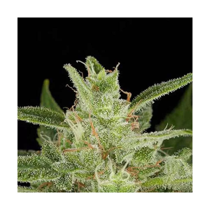 Critical Jack Auto Dinafem Autofloreciente