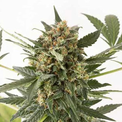 KUSH-n-CHEESE AUTO