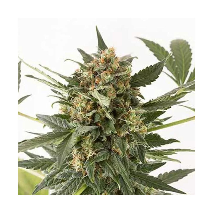 Kush-n-Cheese Auto Dinafem Autofloreciente