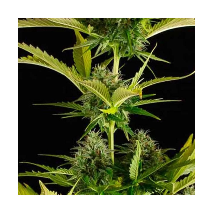 Kush-n-Cheese Auto Dinafem Autofloreciente