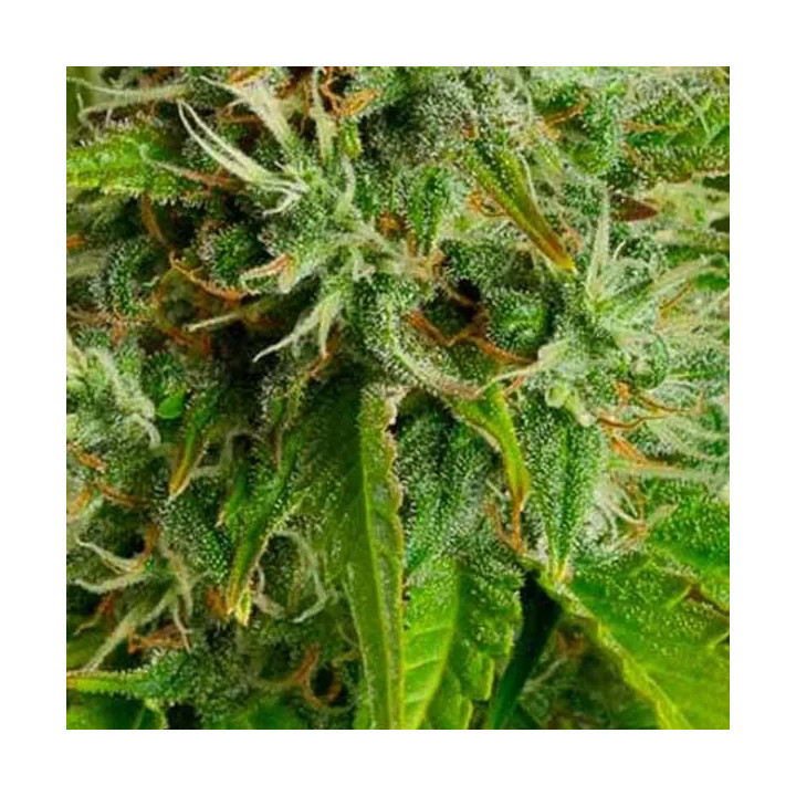 Kush-n-Cheese Auto Dinafem Autofloreciente