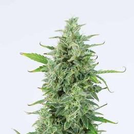  OG Kush Auto 【Dinafem Autofloreciente】