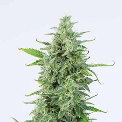 OG KUSH AUTO