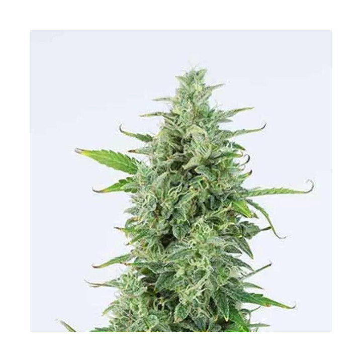 OG Kush Auto Dinafem Autofloreciente