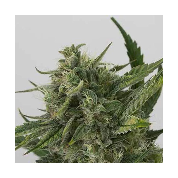 OG Kush Auto Dinafem Autofloreciente